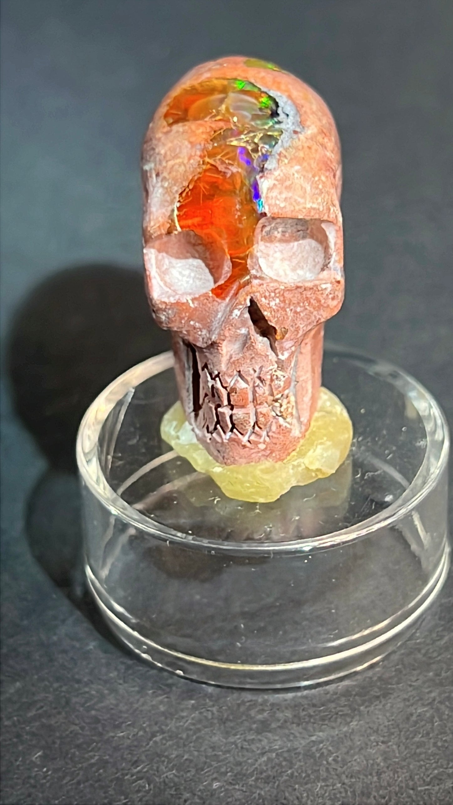 Mexican Cantera Skull “Gus”